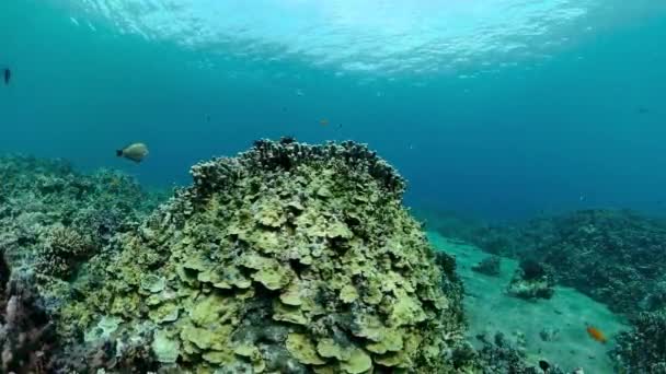 Renkli Tropikal Mercan Resifi Sert Yumuşak Mercanlar Sualtı Manzarası — Stok video