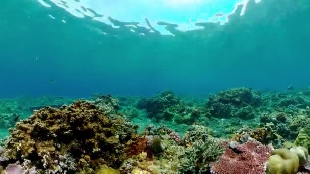 Onderwater Vis Rif Zee Tropische Kleurrijke Onderwater Zeegezicht Met Koraalrif — Stockvideo