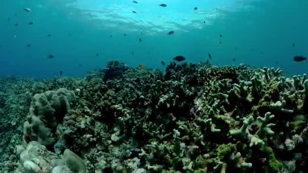 Nurkowanie Morzu Podwodne Kolorowe Tropikalne Rafy Koralowe Krajobraz Morski — Wideo stockowe