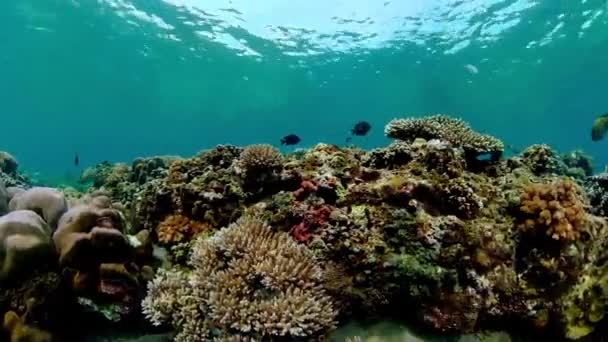 Prachtig Onderwaterlandschap Met Tropische Vissen Koralen Levenskoraalrif — Stockvideo