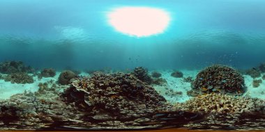 Tropikal mercan resifleri. Balıklarla, sert ve yumuşak mercanlarla. Su altı videosu. Filipinler. 360 panorama VR