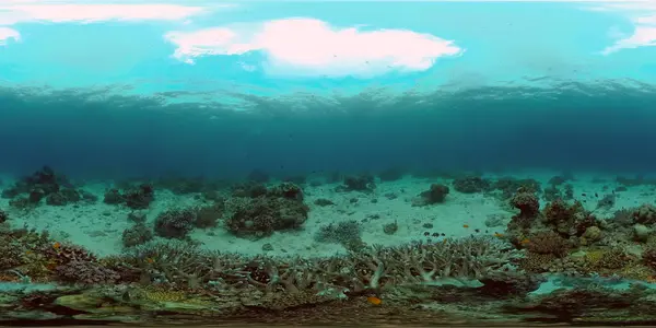 Underwater World Colored Fish Coral Reef Inglês Fuzileiro Tropical Recifes — Fotografia de Stock