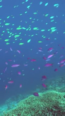 Sualtı Sahne Mercan Resifi. Su altı deniz balığı. Tropik resif denizcisi. Renkli sualtı deniz manzarası. Sipadan, Malezya.