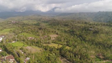 pirinç tarlaları, tarlaları ekili tarlalar, dağlık alanda ağaçlar. Endonezya kırsalında pirinç tarlalı tarım arazisi