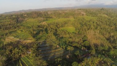 Asya 'da tarım arazileri ve pirinç tarlaları. Endonezya, Bali kırsallarında pirinç tarlalı tarım arazisi.