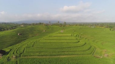 pirinç terası ve ekili tarım arazisi. Endonezya, Bali kırsallarında pirinç tarlalı tarım arazisi