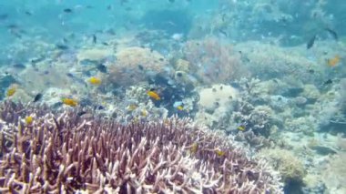 Mercan kayalıkları ve tropik balıklar. Filipinler 'in sualtı dünyası. Leyte, Filipinler.