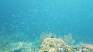 Sualtı Sahne Mercan Resifi. Tropik sualtı balıkları. Leyte, Filipinler.