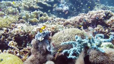 Suyun altındaki mercan kayalıklarında balıklar ve deniz yaşamı var. Mercan kayalıkları ve tropikal balıklar. Leyte, Filipinler.