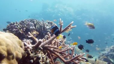 Mercan bahçesi deniz manzarası ve sualtı dünyası. Renkli tropikal mercan resifleri. Hayat mercan kayalıkları. Leyte, Filipinler.