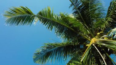 Mavi gökyüzüne karşı yeşil palmiye ağacı. Yaz ve seyahat tatil konsepti.