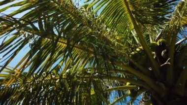 Mavi gökyüzüne karşı hindistan cevizi ağaçlarına bakıyorum. Yaz ve seyahat tatil konsepti.