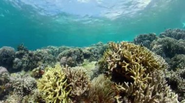 Su altı balık resifi denizcisi. Mercan resifli tropik renkli deniz manzarası. Camiguin, Filipinler.