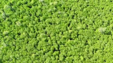 Tropikal bir adada bataklık bir bölgede mangrovlar. Mangrove manzarası, Mindanao, Filipinler.