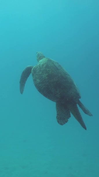 바다거북은 서식지에서 헤엄을 말레이시아의 — 비디오