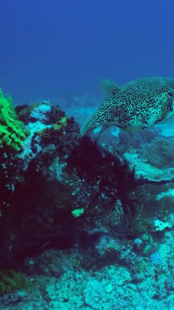 Poissons Tropicaux Récifs Coralliens Plongée Monde Sous Marin Avec Coraux — Video
