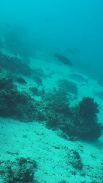 サンゴ礁の魚のシーン 熱帯の水中魚 カラフルな熱帯のサンゴ礁 マレーシアのシパダン — ストック動画