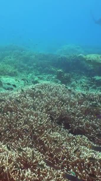 Green Sea Turtle Coral Reef Underwater Scene Coral Reef Sipadan — Stock Video