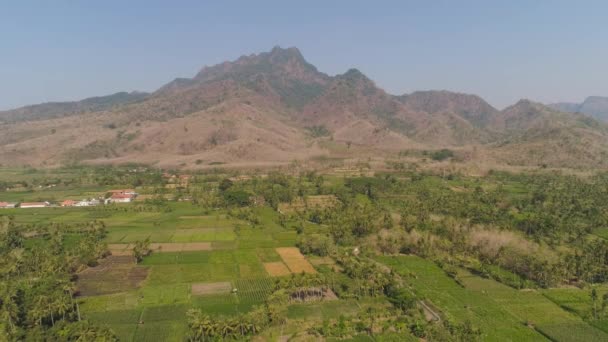 鸟瞰农田 播种绿色 对抗高山 爪哇印度尼西亚农村地区的农作物 种植稻谷植物的土地 — 图库视频影像