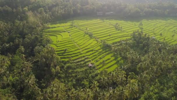 Sawah Teras Dan Lahan Pertanian Dengan Tanaman Asia Aerial View — Stok Video