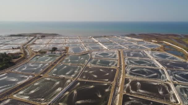 Krevety Farma Krevety Farmaření Provzdušňovací Čerpadlo Okysličovací Vody Blízkosti Oceánu — Stock video