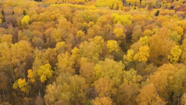 Яркий Осенний Лес Вид Сверху Короны Деревьев Жёлтой Листвой Лиственничный — стоковое видео