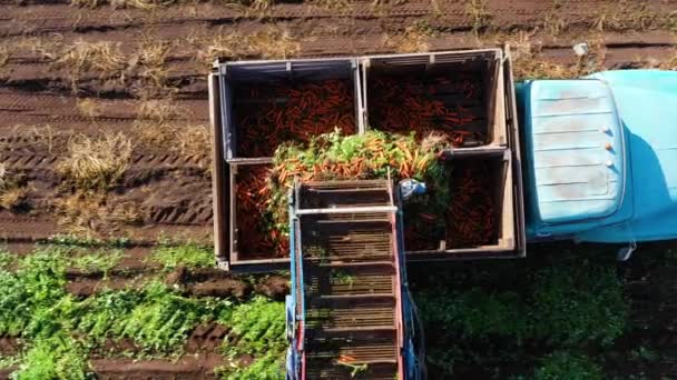 Agricultor Uma Colheitadeira Cenoura Colhe Cenouras Caminhão Para Transportar Cenouras — Vídeo de Stock