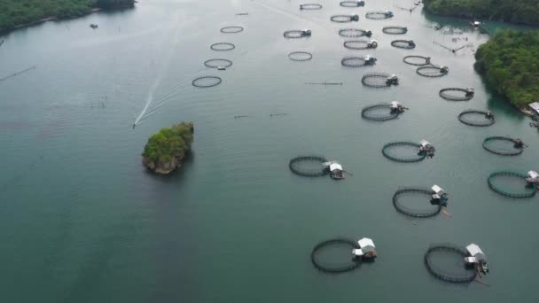 양어장의 공중에서 양어장은 양어장 피쉬입니다 물고기 위시야 규모의 전통적 떠다니는 — 비디오