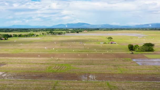 필리핀의 라이스 쌀밭에는 넘쳐납니다 농지와 — 비디오