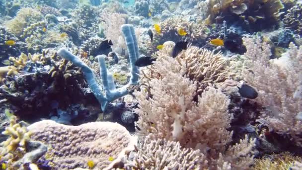 잠수하는 물고기가 산호초의 필리핀 레이테 — 비디오