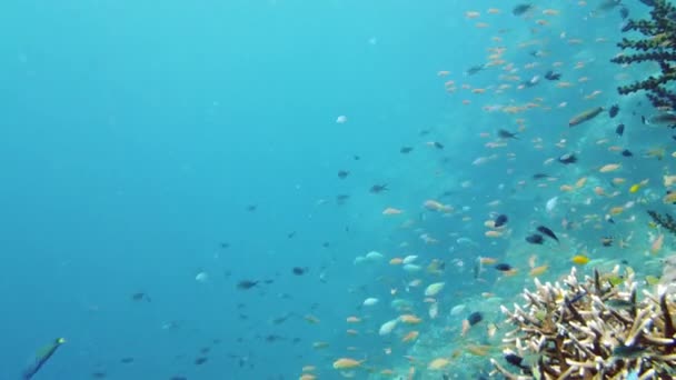 어류와 수중의 산호초입니다 단단하고 부드러운 필리핀 레이테 — 비디오