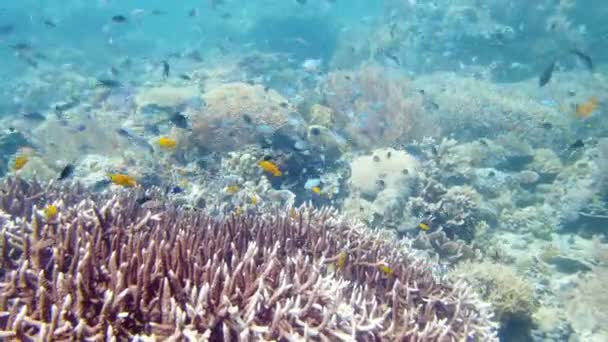 Коралловый Риф Тропические Рыбы Подводный Мир Филиппин Лейте Филиппины — стоковое видео