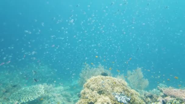 Underwater Scene Coral Reef Tropical Underwater Sea Fishes Leyte Philippines — Stock Video