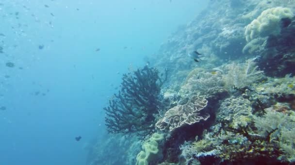 サンゴの庭の海と水中世界 カラフルな熱帯のサンゴ礁 生命のサンゴ礁 フィリピンのレイテ — ストック動画