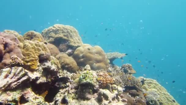 아름다운 열대어와 생명의 산호초 필리핀 레이테 — 비디오