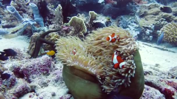 Клонова Риба Морський Анемона Природний Симбіоз Кораловий Риф Рибами Тропічні — стокове відео