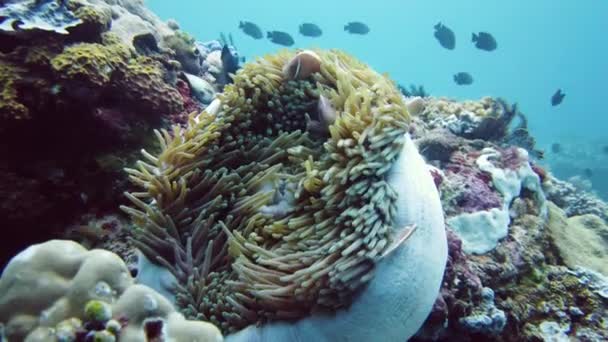 Egy Bohóc Anemonhalka Menedéket Nyújt Tengeri Rózsa Csápjai Között Vízalatti — Stock videók