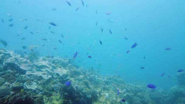 Tropikal Mercan Resifleri Balıklarla Sert Yumuşak Mercanlarla Altı Videosu Leyte — Stok video