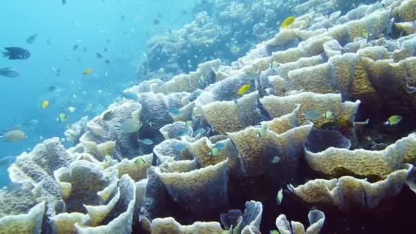 Sealife Mergulho Perto Recife Coral Bonito Peixe Tropical Colorido Nos — Vídeo de Stock