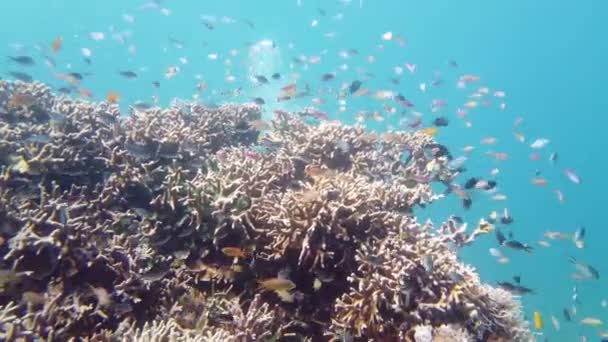 Resif Mercan Sahnesi Tropik Sualtı Balığı Sert Yumuşak Mercanlar Sualtı — Stok video
