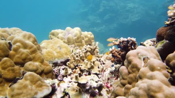 산호초 근처에서 다이빙하고 있습니다 수중에 산호초의 아름다운 열대어입니다 필리핀 레이테 — 비디오