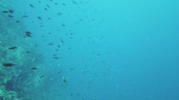 Altı Balık Bahçesi Resifi Resif Mercan Sahnesi Suyun Altında Deniz — Stok video