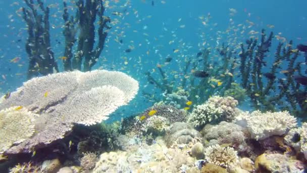 熱帯サンゴ礁や水中魚 硬くて柔らかいサンゴ 水中ビデオ フィリピンのレイテ — ストック動画