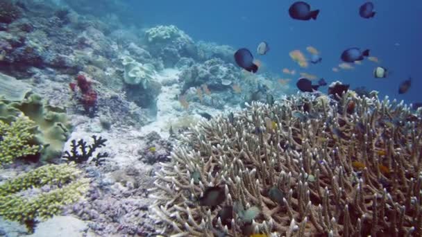 Altı Balık Resifi Denizcisi Mercan Resifli Tropik Renkli Deniz Manzarası — Stok video