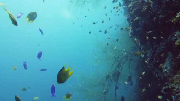 Deniz Mercan Resifinin Yakınında Dalış Suyun Altındaki Canlı Mercan Resiflerinde — Stok video