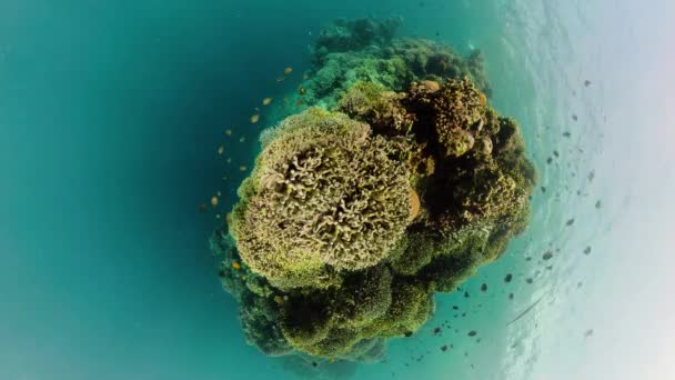 Little Planet View Unterwasserszene Coral Reef Tropische Unterwasserfische Camiguin Philippinen — Stockvideo