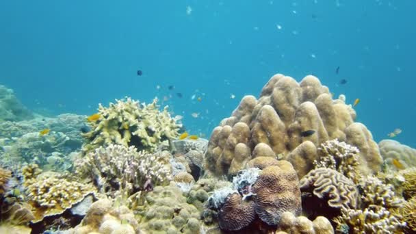 Прекрасний Підводний Краєвид Тропічними Рибами Коралами Життєвий Кораловий Риф Лейте — стокове відео