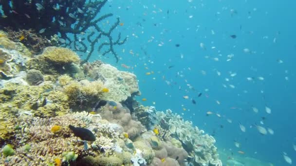 与鱼和海洋生物一起在水下的珊瑚礁 珊瑚礁和热带鱼 Leyte 菲律宾 — 图库视频影像