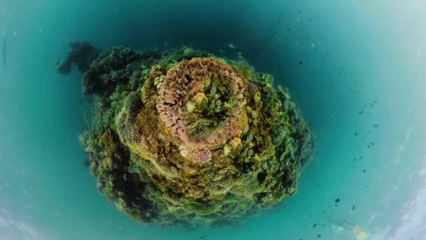 Κοραλλιογενή Ύφαλο Και Τροπικά Ψάρια Μικρή Θέα Στον Πλανήτη Υποθαλάσσιος — Αρχείο Βίντεο