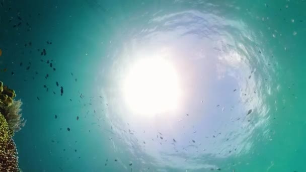 熱帯サンゴ礁や水中魚 硬くて柔らかいサンゴ 水中ビデオ フィリピンのカミグイン — ストック動画